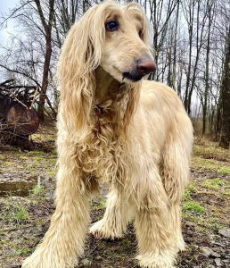 Afghan Hound