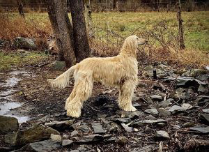 Afghan Hound