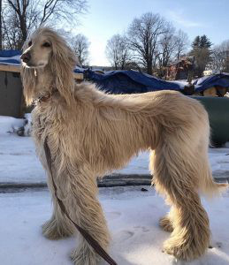 Afghan Hound