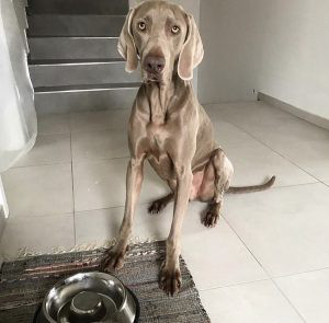 weimaraner