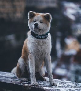 Akita