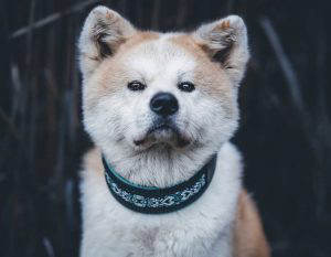 Akita