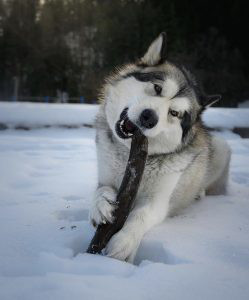 Alaskan Malamute