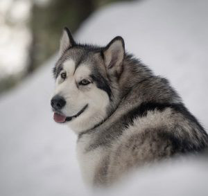 Alaskan Malamute