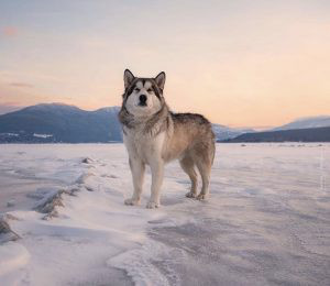 Alaskan Malamute